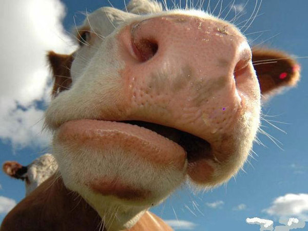 В Калмыкии зарегистрировали новую породу крупнорогатого скота под названием «антикризисная корова»