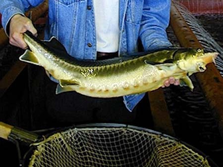 В Адыгее обанкротившееся предприятие по разведению осетровых рыб вернули государству