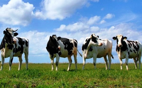 В Волгоградской области появится молочная ферма  на 800 голов