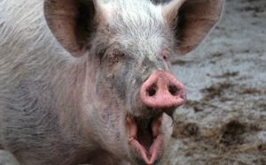 Африканская чума свиней добралась до Кубани