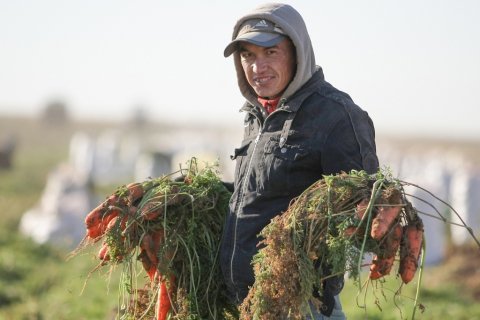 В Астраханской области заканчивается сбор урожая поздних овощей