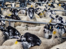 Новозеландский предприниматель откроет ферму по разведению овец в Ростовской области