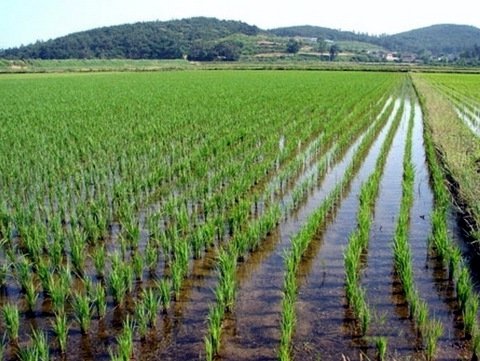 1,5 тыс. га дополнительных плантаций риса собираются ввести на Кубани