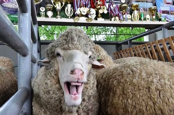 Всероссийская выставка племенных овец пройдет в Астраханской области