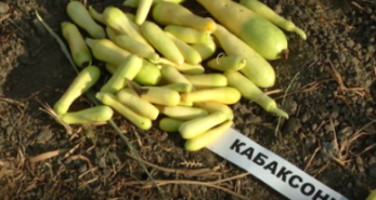 Астраханские ученые  вывели кабаксоны, тыквопаты и другие неведомые овощи