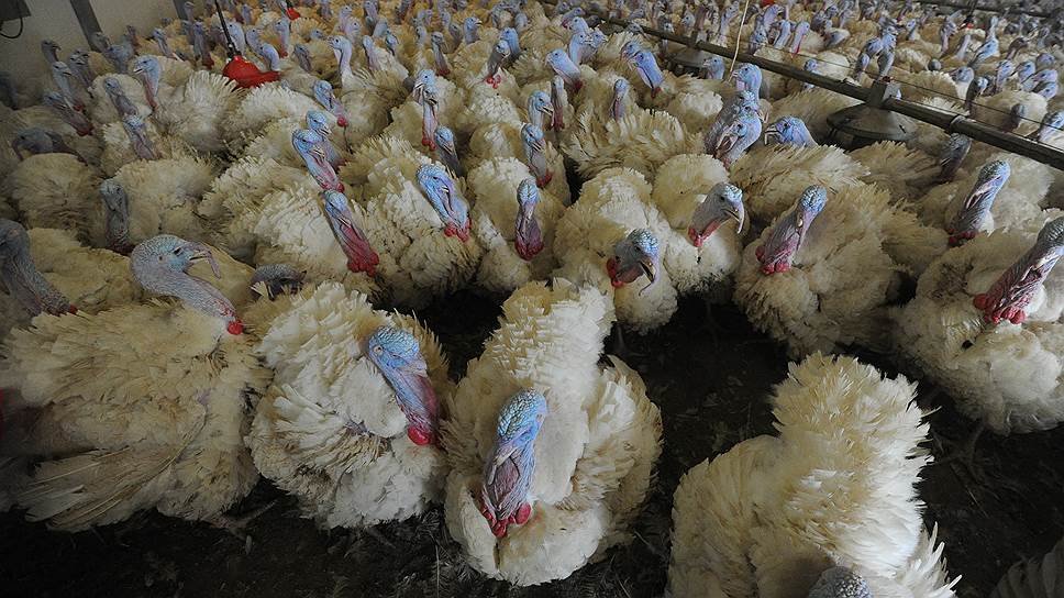 В Октябрьском районе Ростовской области обнаружен птичий грипп