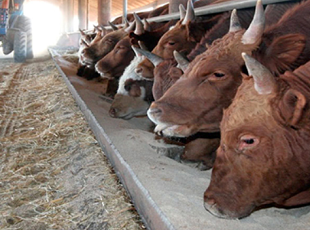 Приоритеты развития Калмыкии - сельское хозяйство и животноводство
