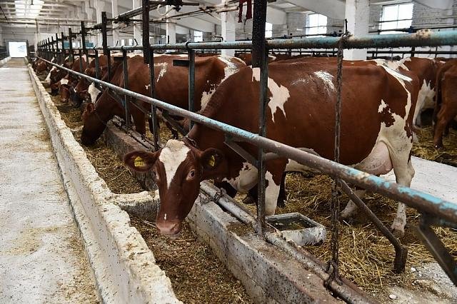 Больше 740 тысяч тонн молока произвели аграрии Кубани