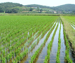 Прогноз урожая риса в Адыгее оптимистичен