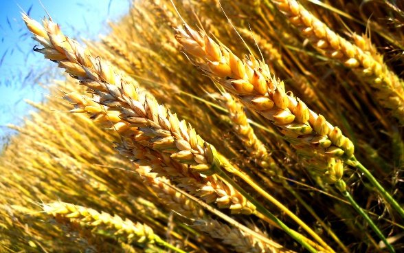 В Ростовской области запасы зерна оскуднели на 21,4%