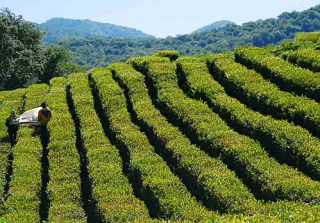 Северный Адыгейский чай мог бы стать основой ее экономики