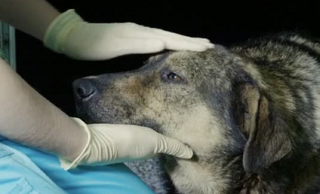Жестокого ветеринара наказали штрафом в Ростове-на-Дону