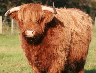 Первое в Астрахани стадо коров шотландской породы дало потомство