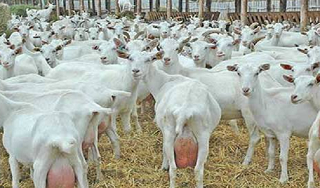 Из Голландии в Адыгею доставили племенных коз