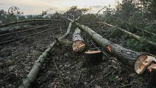 За незаконную рубку лесных насаждений осужден бывший руководитель «Левобережного лесхоза