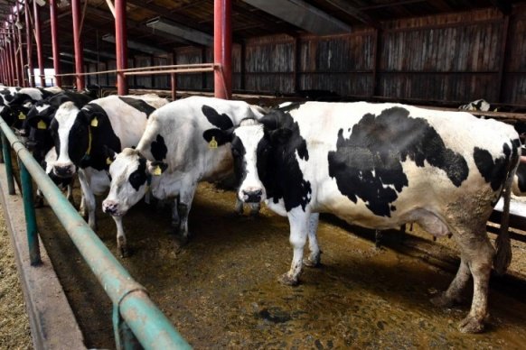 Более 200 бруцеллезных коров  везут в Астрахань из Тюмени