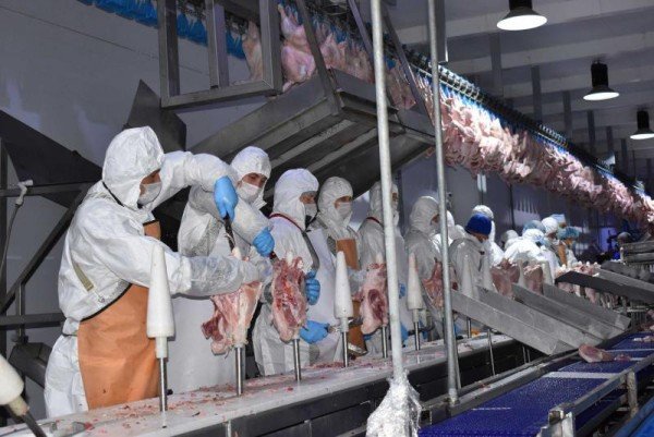 В Ростовской области восстановлено производство мяса индейки