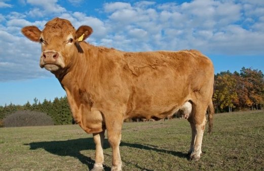 Калмыцкие аграрии получат 612 млн руб. на поддержку племенного животноводства