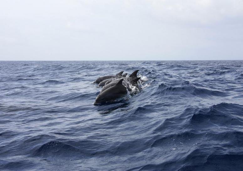 Стационарный центр помощи краснокнижным дельфинам откроется в Сочи