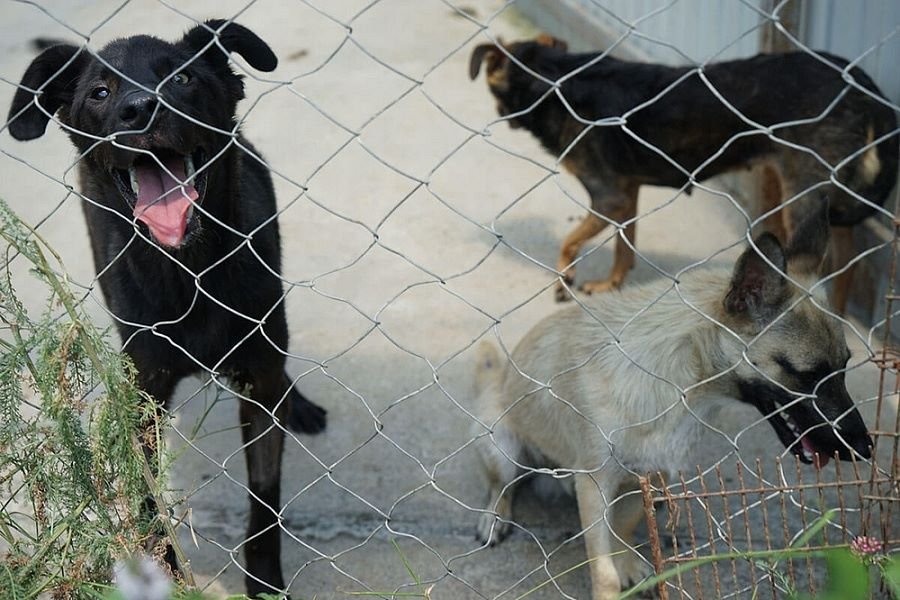На Кубани стерилизация бездомных животных проводится по льготным расценкам