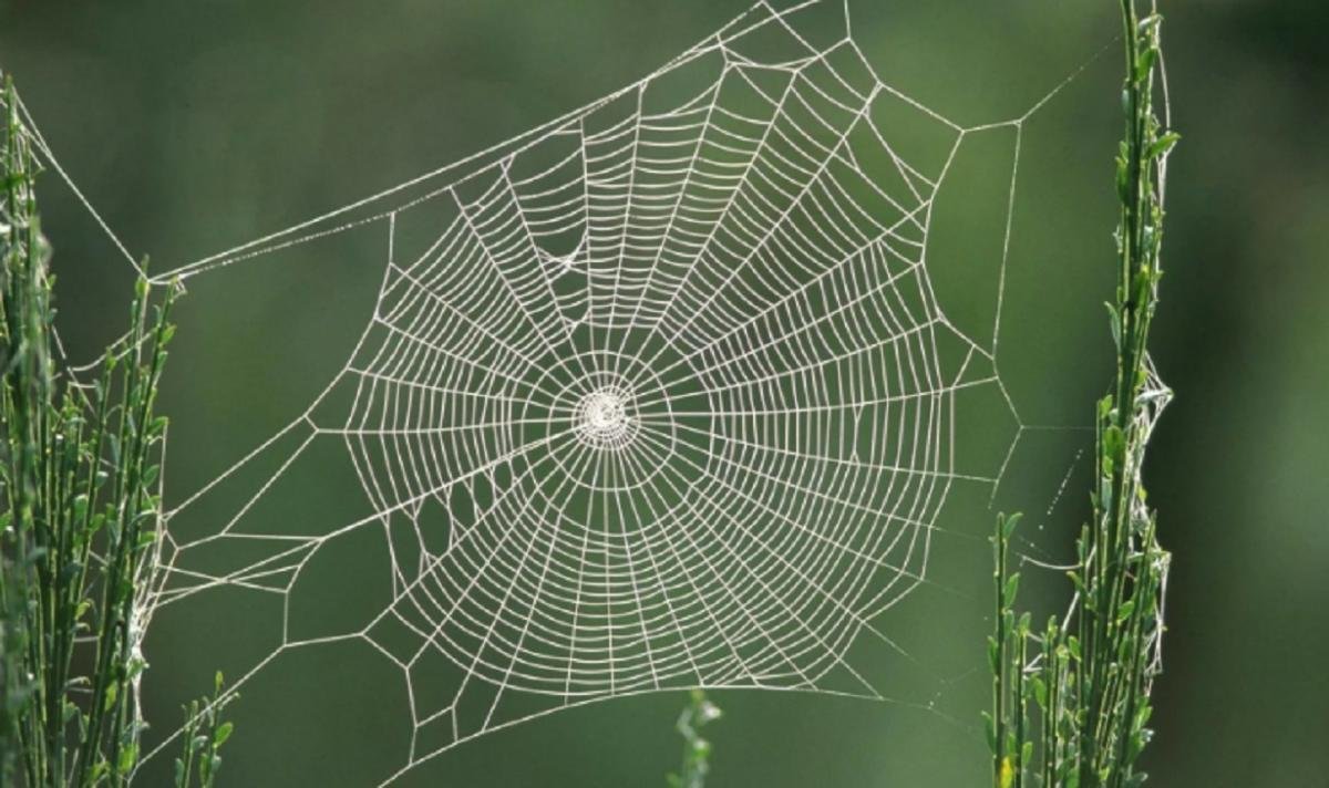Астраханцы жалуются на нашествие ядовитых пауков